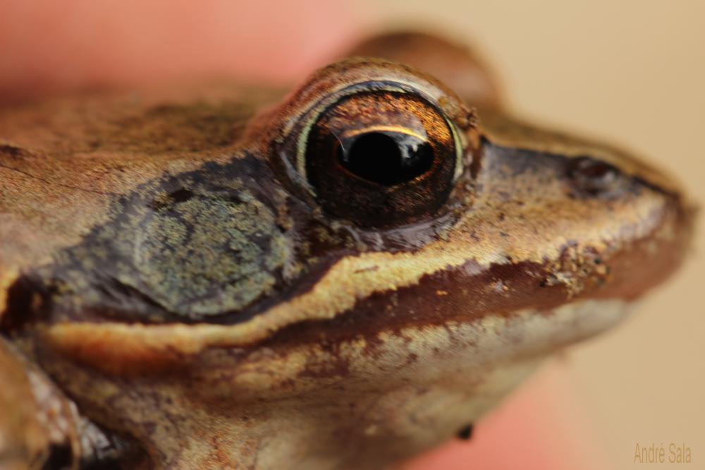 Grenouille agile Rana dalmatina Fitzinger in Bonaparte, 1838