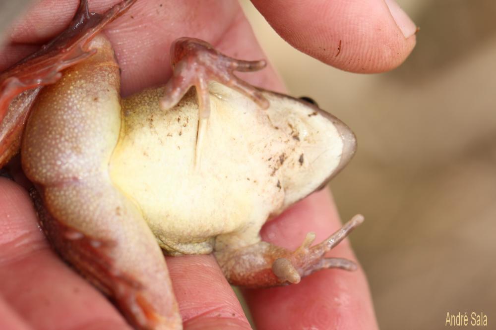 Grenouille agile Rana dalmatina Fitzinger in Bonaparte, 1838