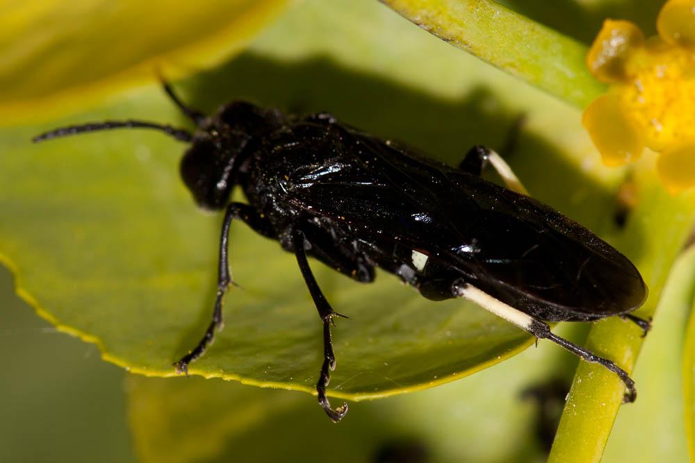 Cephaledo bifasciata bifasciata (Müller, 1766)