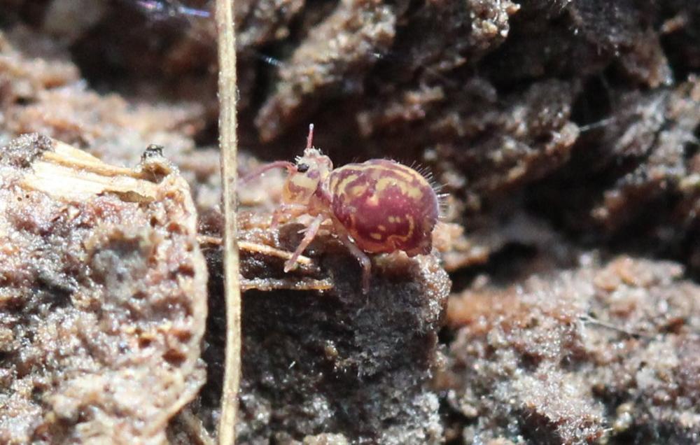 Dicyrtomina Börner, 1903