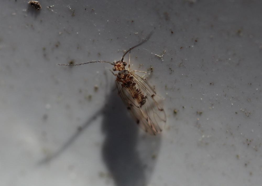 Ectopsocus petersi Smithers, 1978