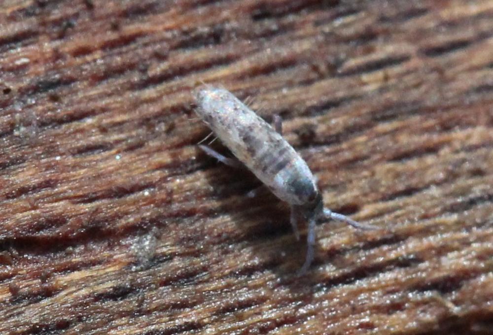  Lepidocyrtus curvicollis Bourlet, 1839