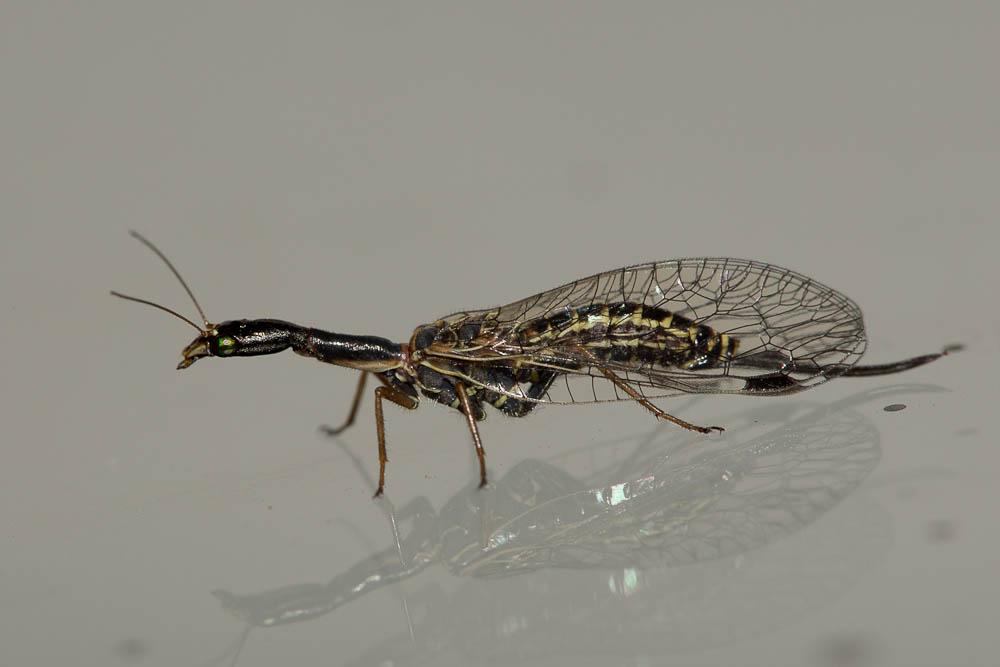 Raphidiidae