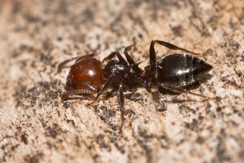  Crematogaster scutellaris (Olivier, 1792)
