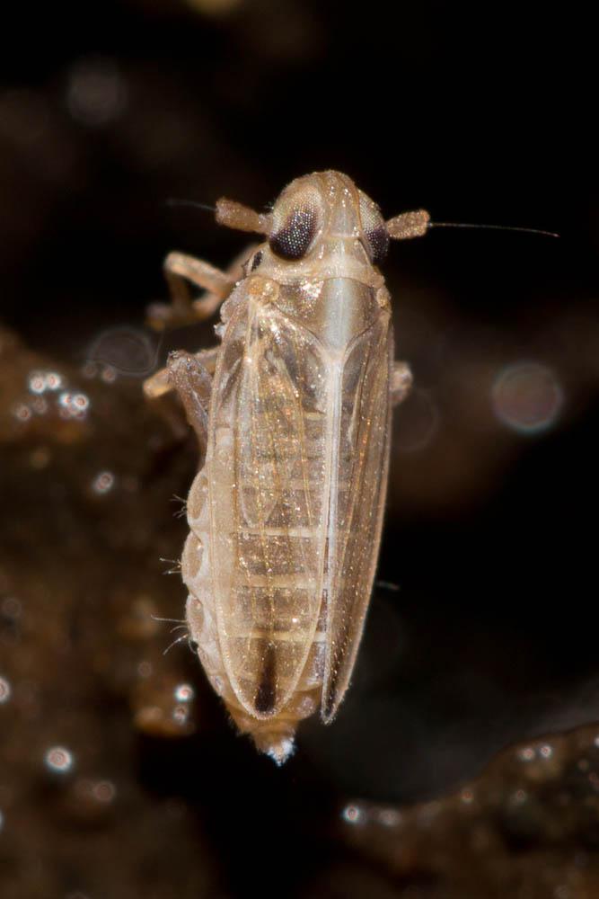  Kelisia guttulifera (Kirschbaum, 1868)