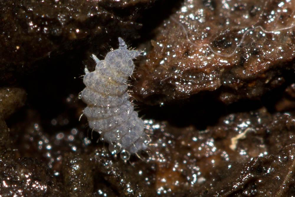  Neanura muscorum (Templeton, 1835)