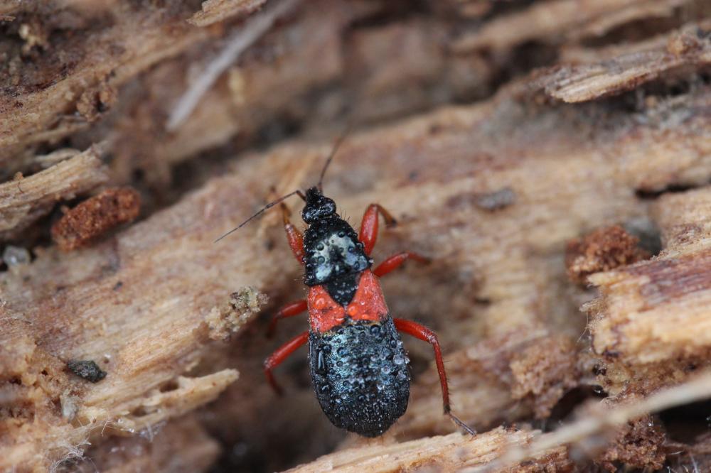 Prostemma guttula (Fabricius, 1787)