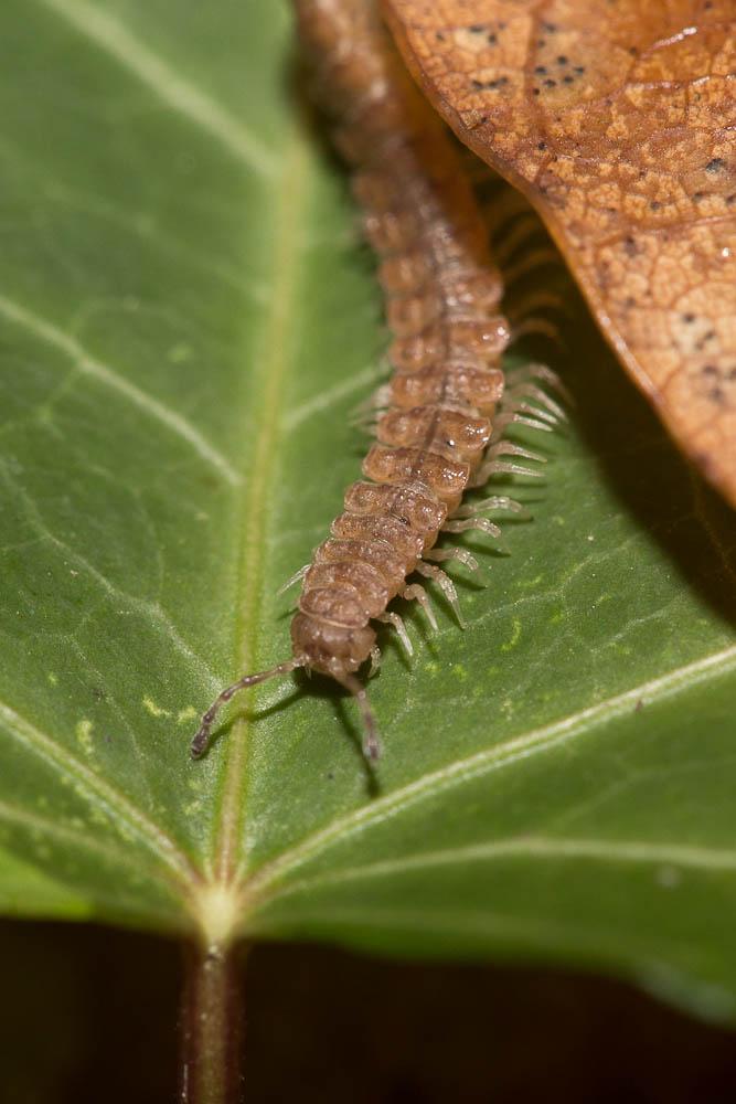 Polydesmus