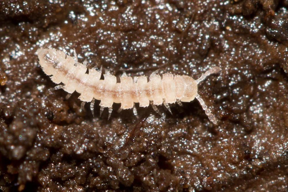 Polydesmus