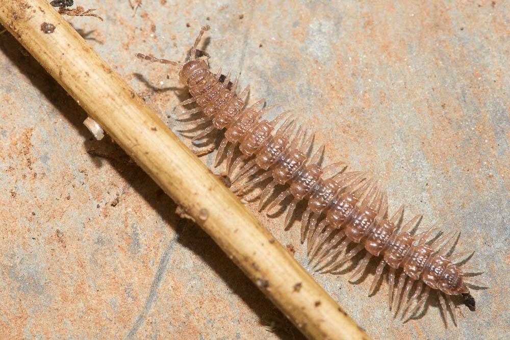 Polydesmus