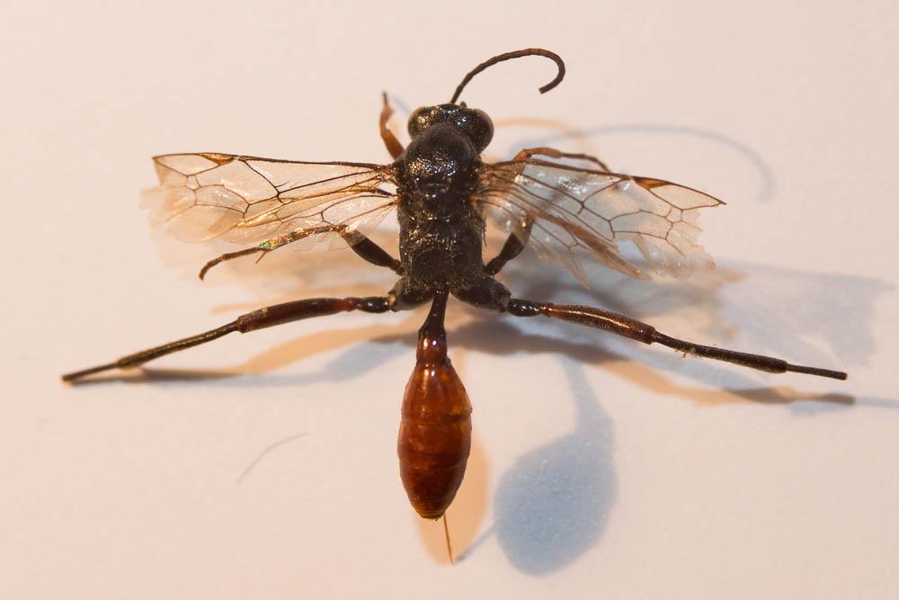 Le  sp. Trychosis Förster, 1869 sp.