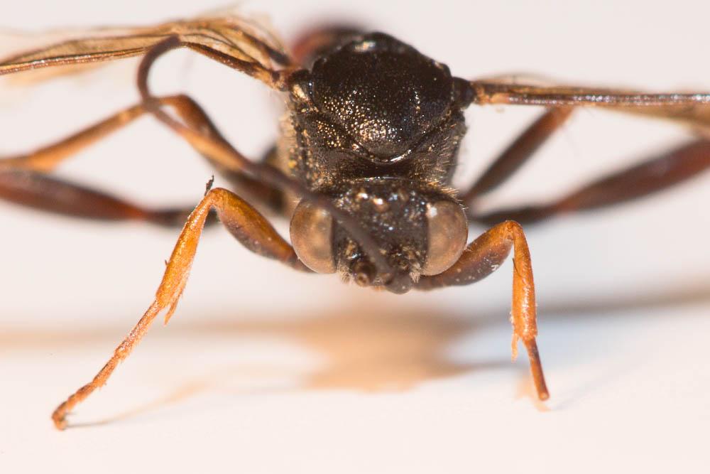 Le  sp. Trychosis Förster, 1869 sp.