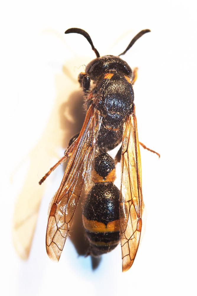 Discoelius dufourii Lepeletier, 1841