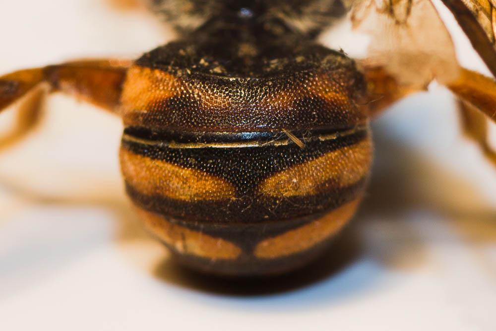 Rhodanthidium infuscatum (Erichson, 1835)