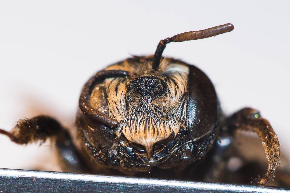 Lithurgus cornutus (Fabricius, 1787)
