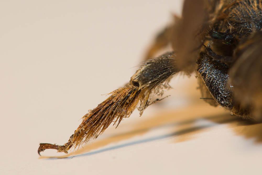 Lithurgus cornutus (Fabricius, 1787)