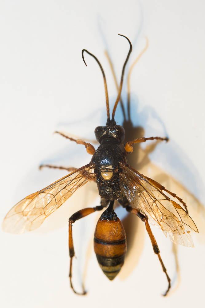 Eutanyacra picta (Schrank, 1776)