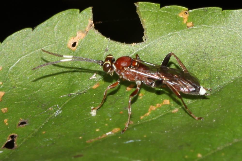  Crytea erythraea (Gravenhorst, 1820)