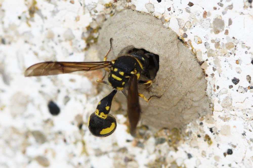  Eumenes coronatus (Panzer, 1799)