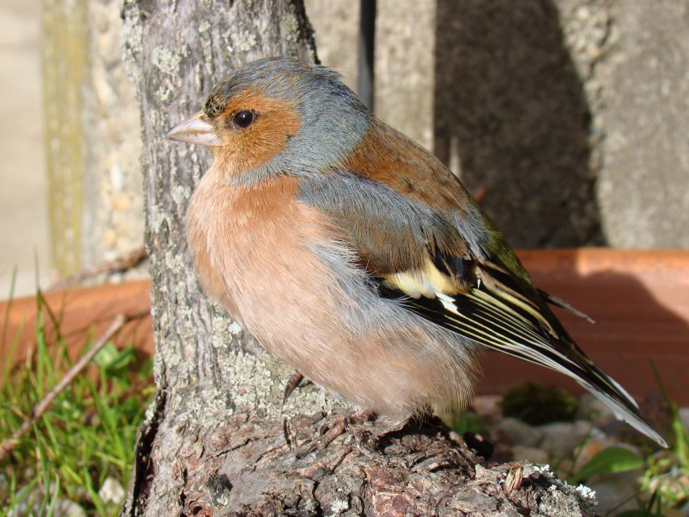 Pinson des arbres Fringilla coelebs Linnaeus, 1758