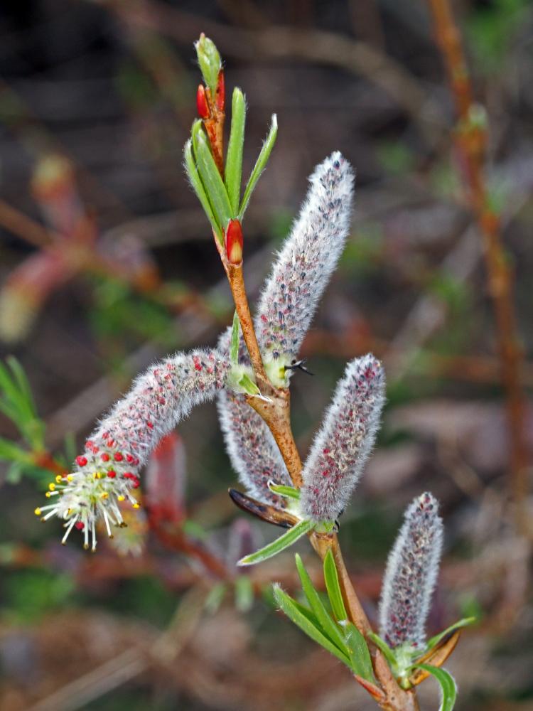 Saules Salix L., 1753