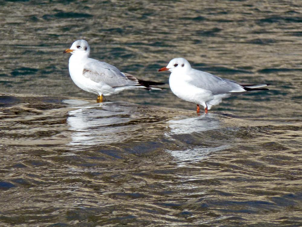 Mouette rieuse Chroicocephalus ridibundus (Linnaeus, 1766)