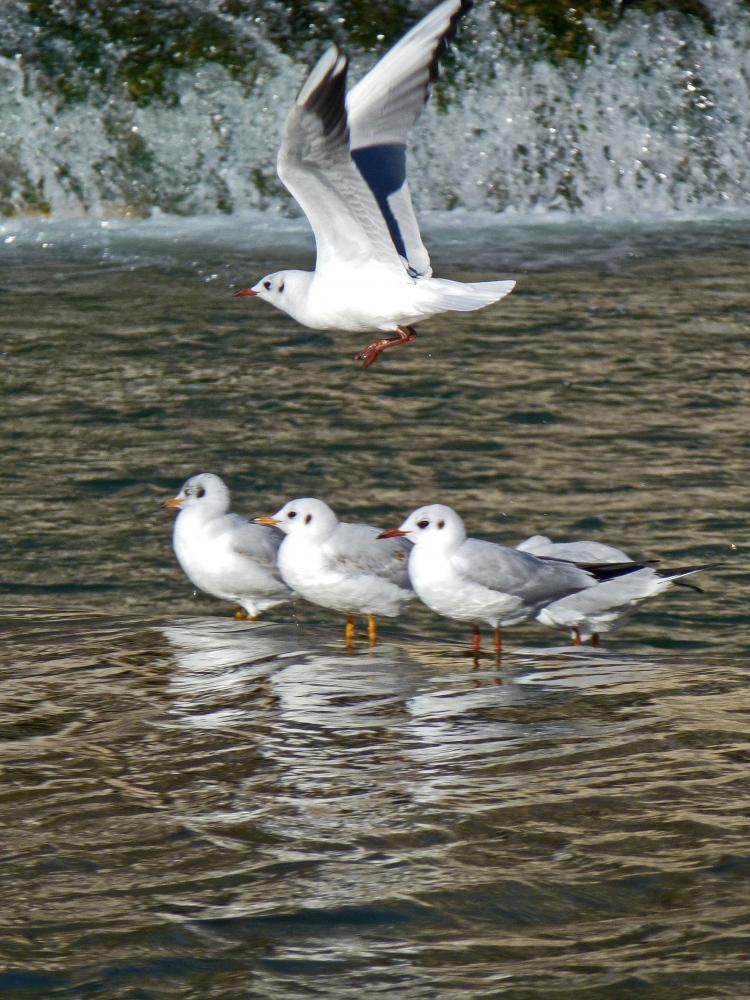 Mouette rieuse Chroicocephalus ridibundus (Linnaeus, 1766)