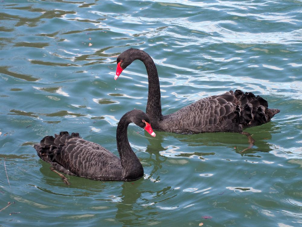 Cygne noir Cygnus atratus (Latham, 1790)