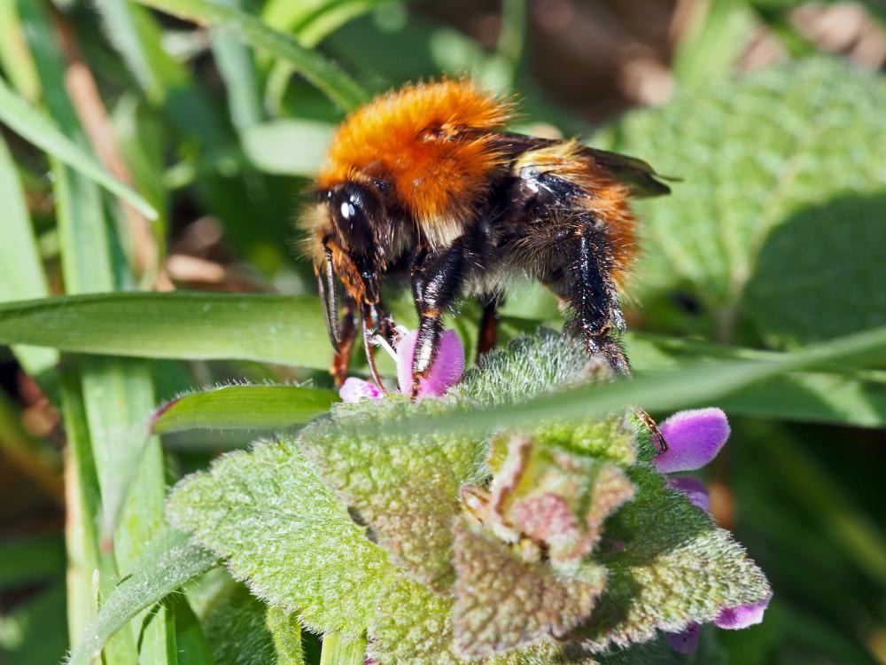 Bourdon des champs Bombus pascuorum (Scopoli, 1763)