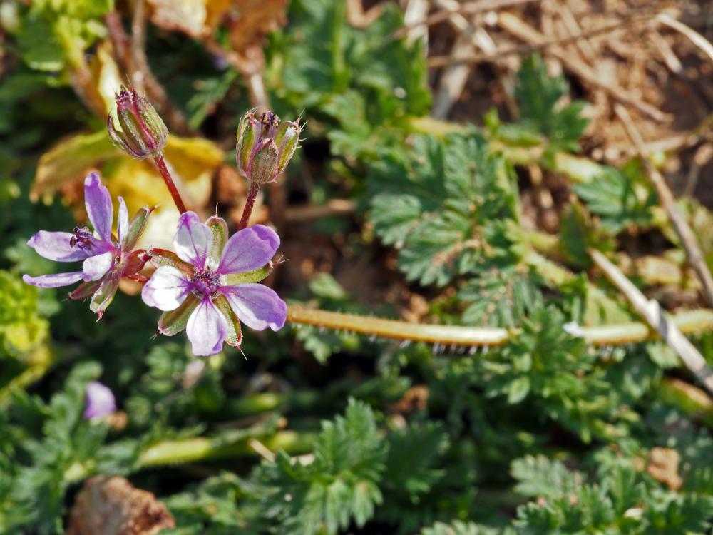 Érodium à feuilles de cigue, Bec de grue, Cicutair Erodium cicutarium (L.) L'Hér., 1789