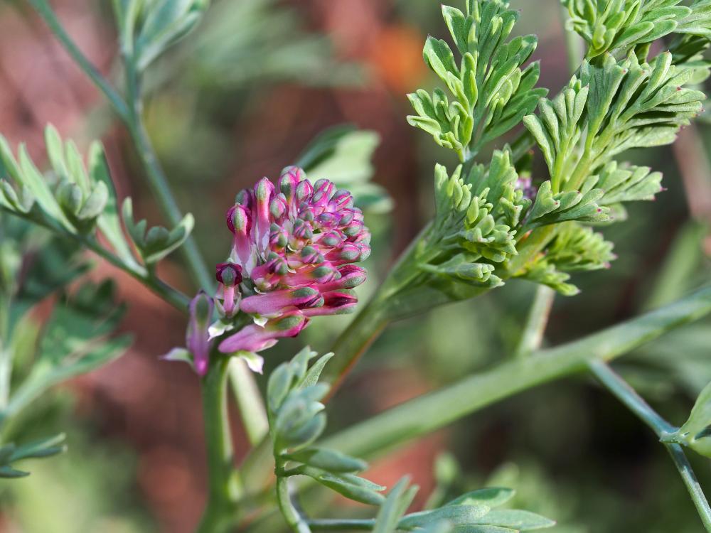 Fumeterre officinale, Herbe à la veuve Fumaria officinalis L., 1753
