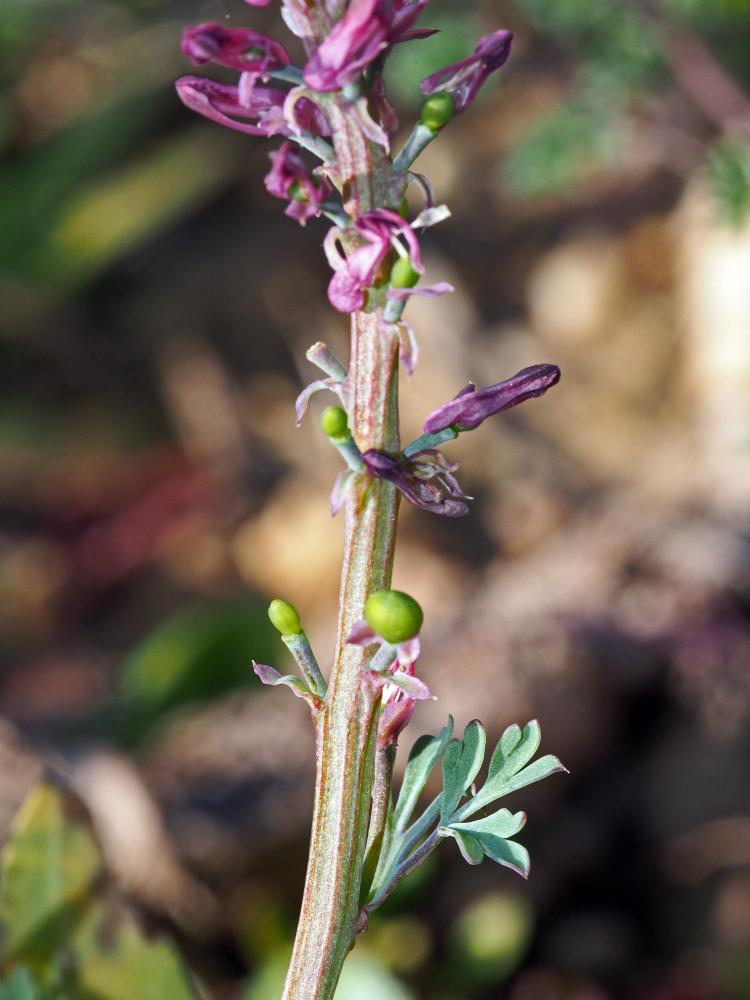 Fumeterre officinale, Herbe à la veuve Fumaria officinalis L., 1753