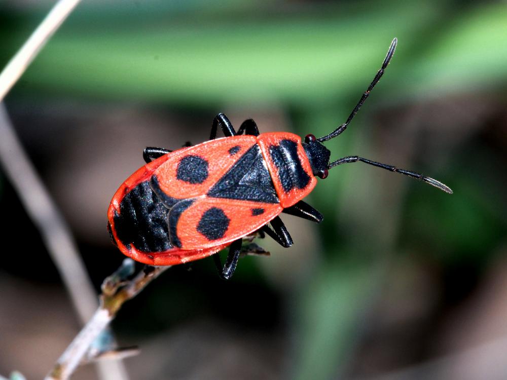 Gendarme, Pyrrhocore, Soldat, Suisse Pyrrhocoris apterus (Linnaeus, 1758)
