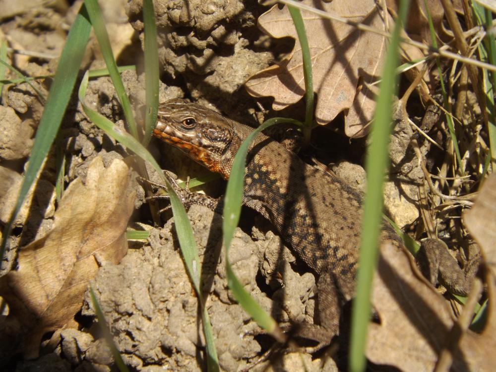 Lézard des murailles Podarcis muralis (Laurenti, 1768)
