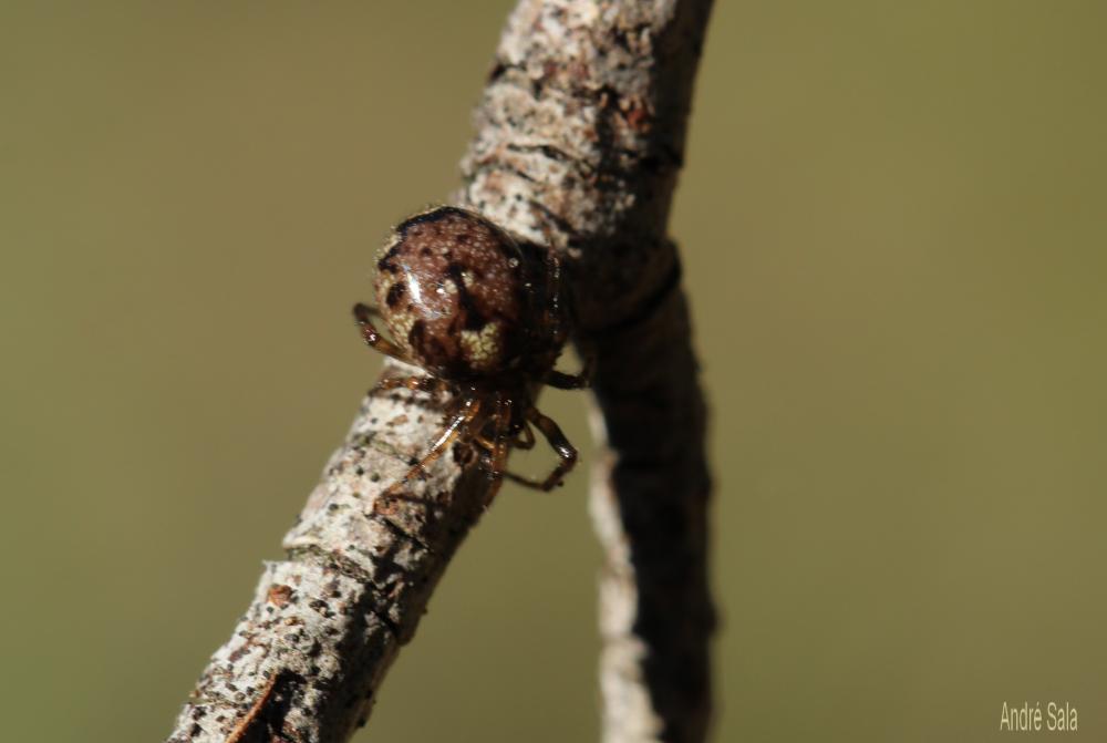  Enoplognatha mandibularis (Lucas, 1846)