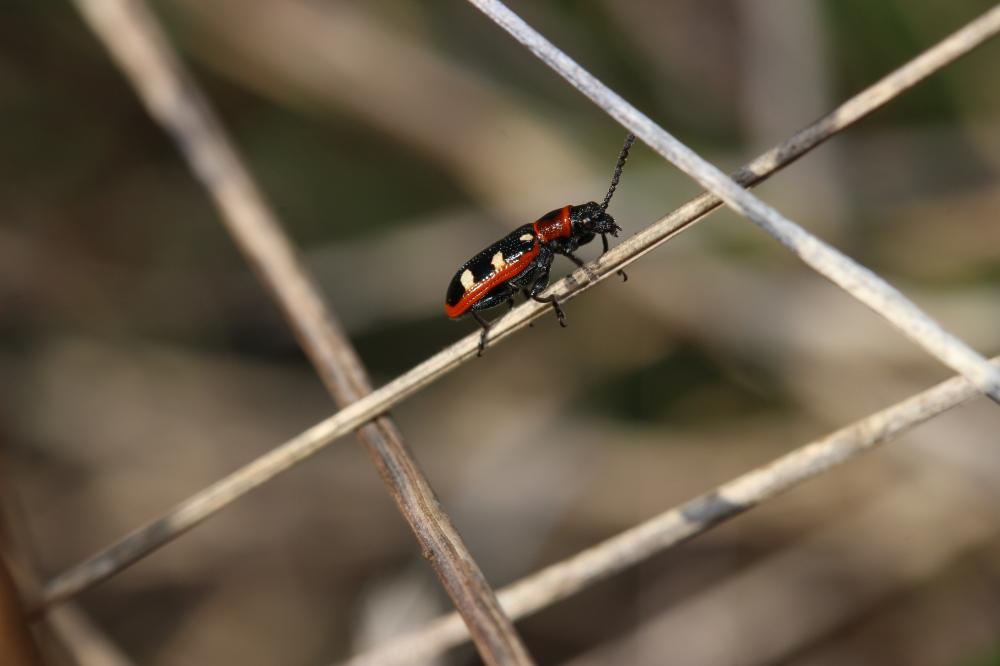 Criocère porte-croix de l'asperge  Crioceris asparagi (Linnaeus, 1758)