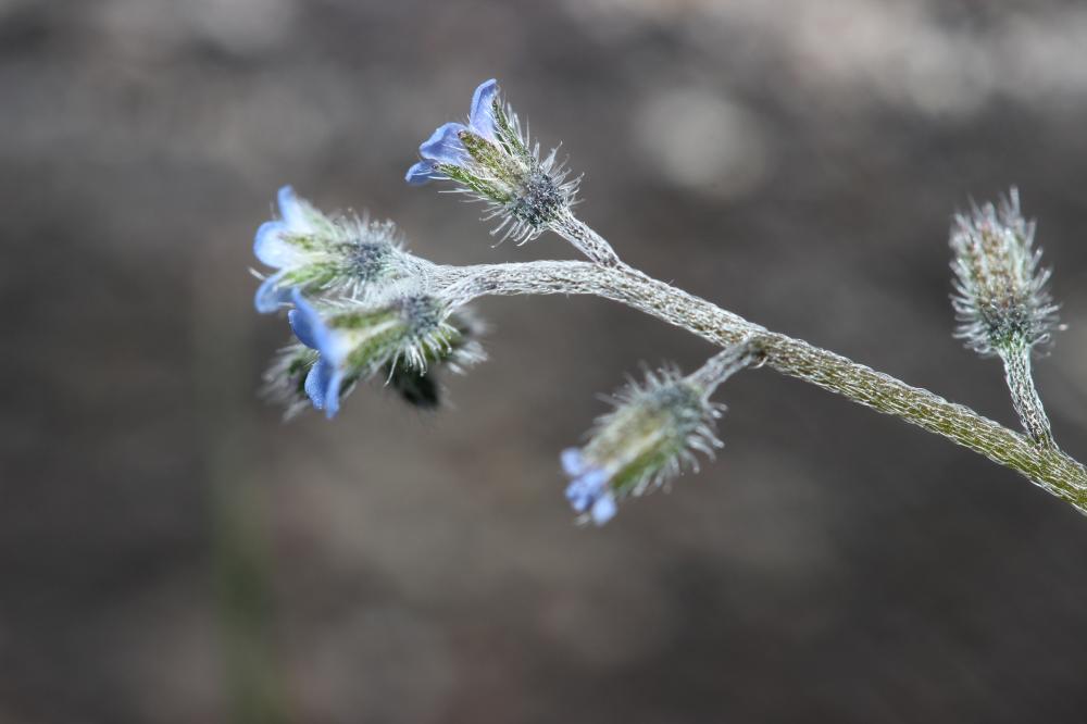 Myosotis rameux Myosotis ramosissima Rochel, 1814