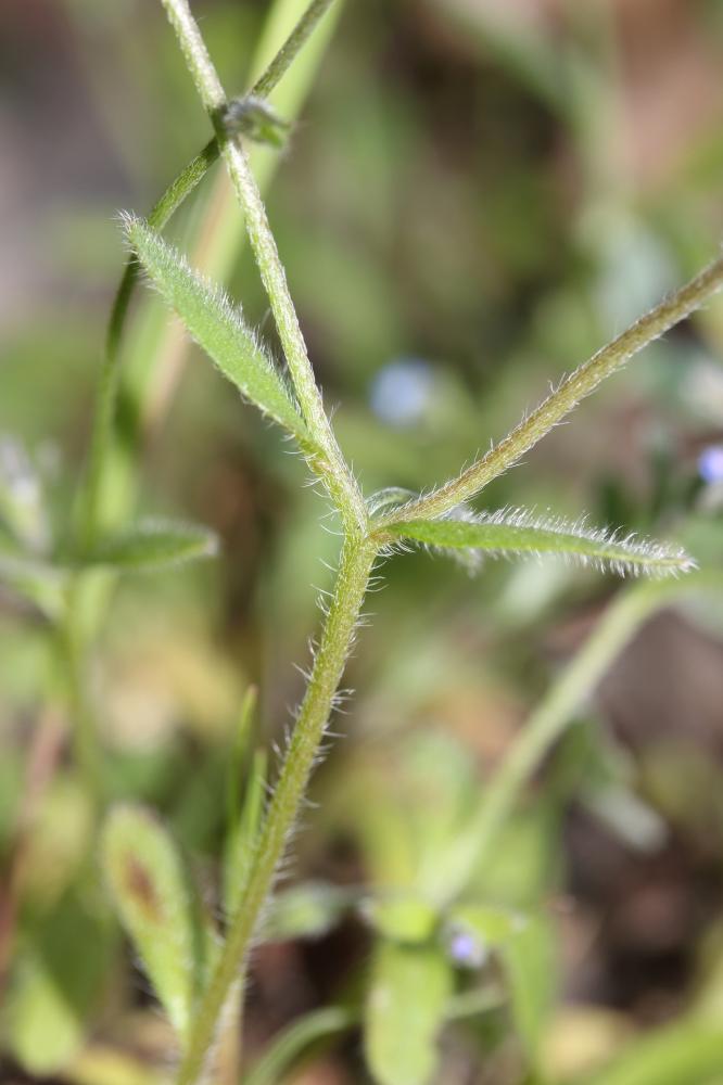 Myosotis rameux Myosotis ramosissima Rochel, 1814