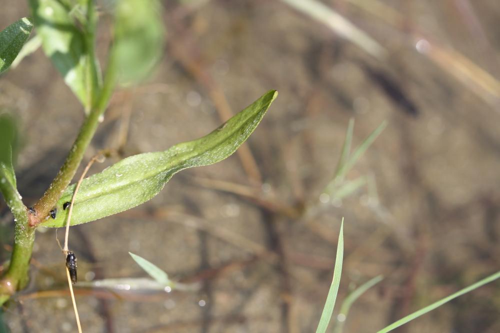 Myosotis des marais, Myosotis faux Scorpion Myosotis scorpioides L., 1753
