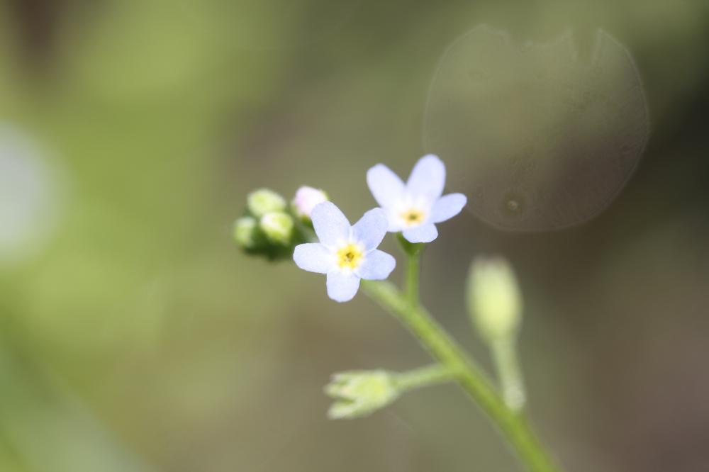 Myosotis des marais, Myosotis faux Scorpion Myosotis scorpioides L., 1753