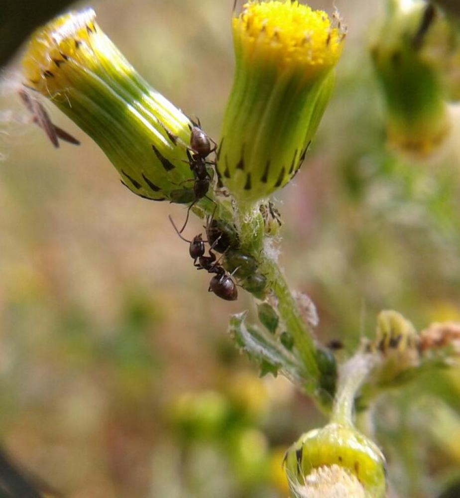  Tapinoma nigerrimum (Nylander, 1856)