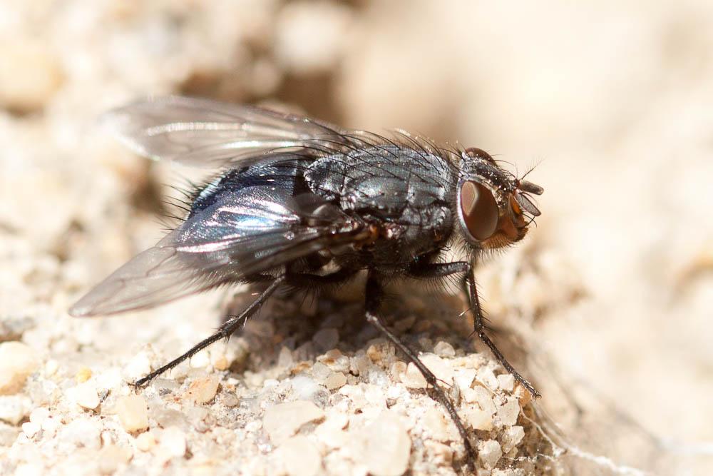Calliphora vicina Robineau-Desvoidy, 1830