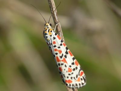 Gentille (La), Ecaille du Myosotis (L') Utetheisa pulchella (Linnaeus, 1758)