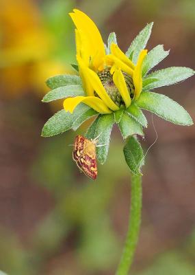  Pyrausta aurata (Scopoli, 1763)