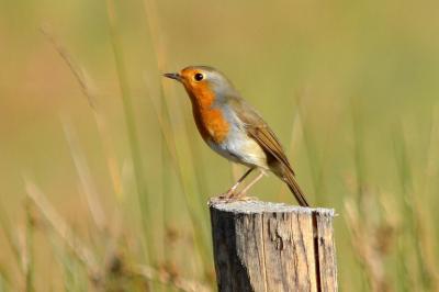Rougegorge familier Erithacus rubecula (Linnaeus, 1758)