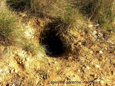 Lapin de garenne Oryctolagus cuniculus (Linnaeus, 1758)