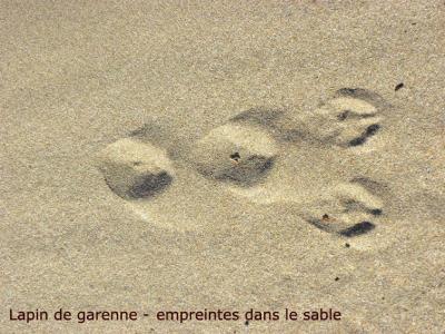 Lapin de garenne Oryctolagus cuniculus (Linnaeus, 1758)