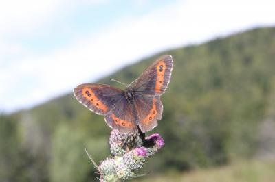 Moiré blanc-fascié (Le), Grand nègre hongrois (Le) Erebia ligea (Linnaeus, 1758)