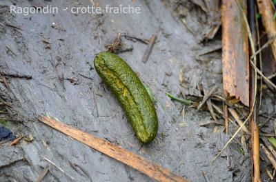 Ragondin Myocastor coypus (Molina, 1782)