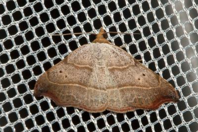 Crochet (Le) Laspeyria flexula (Denis & Schiffermüller, 1775)